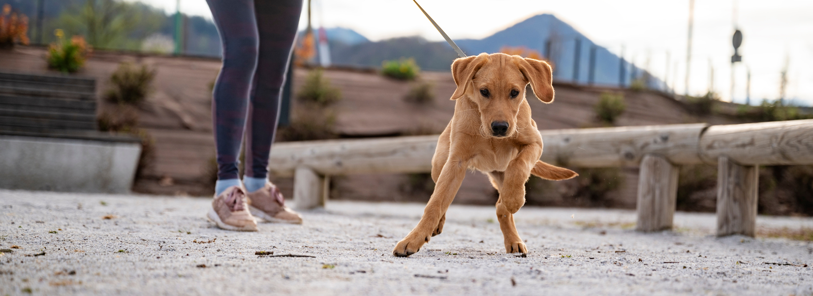 what is a martingale dog collar