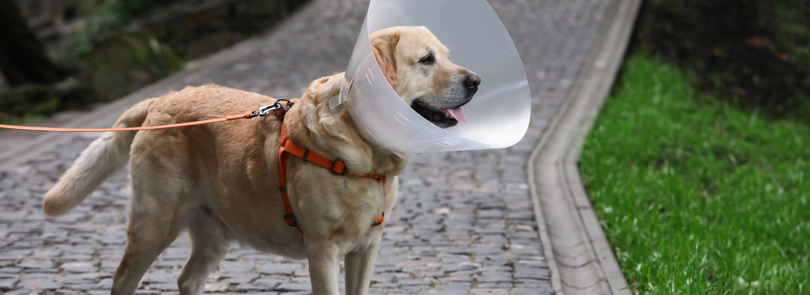 how to put an elizabethan collar on a dog