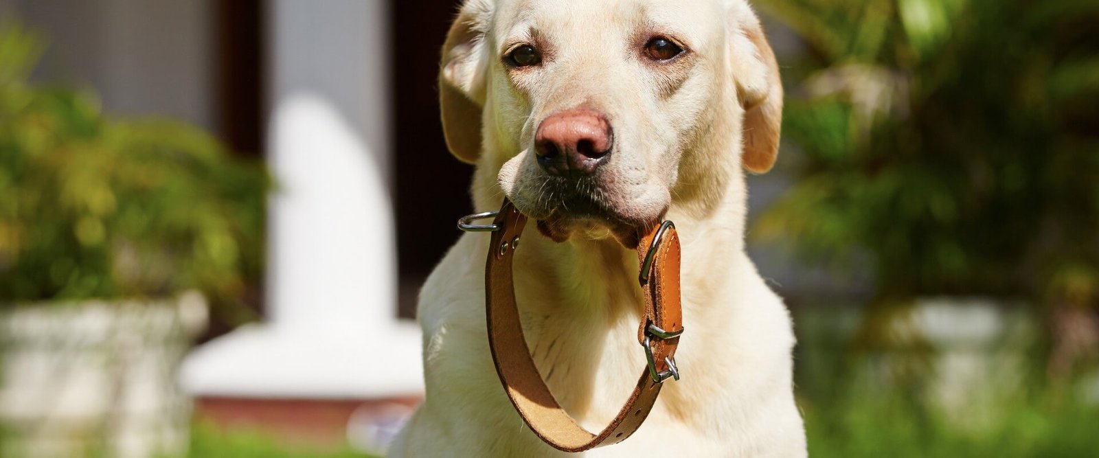 How to Measure a Dog Collar