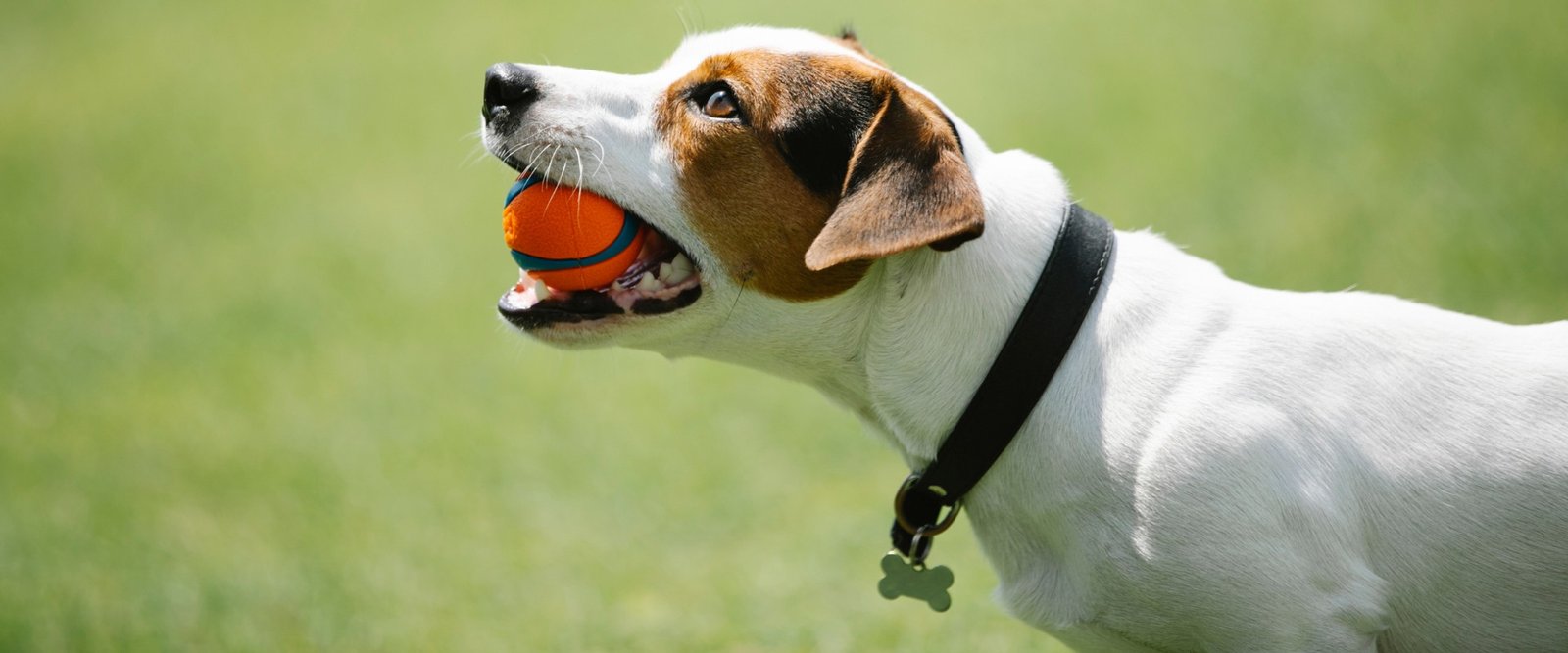 What Type of Collar Is Best for Dog Training