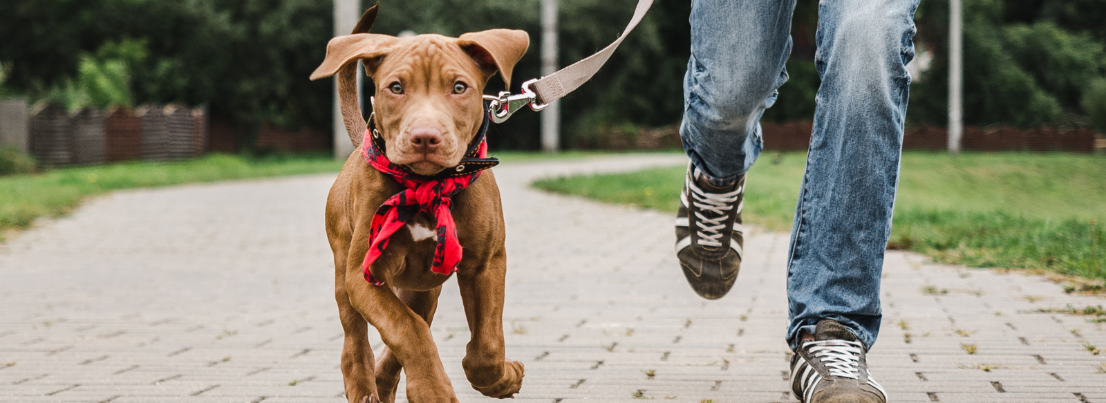 what is a martingale dog collar