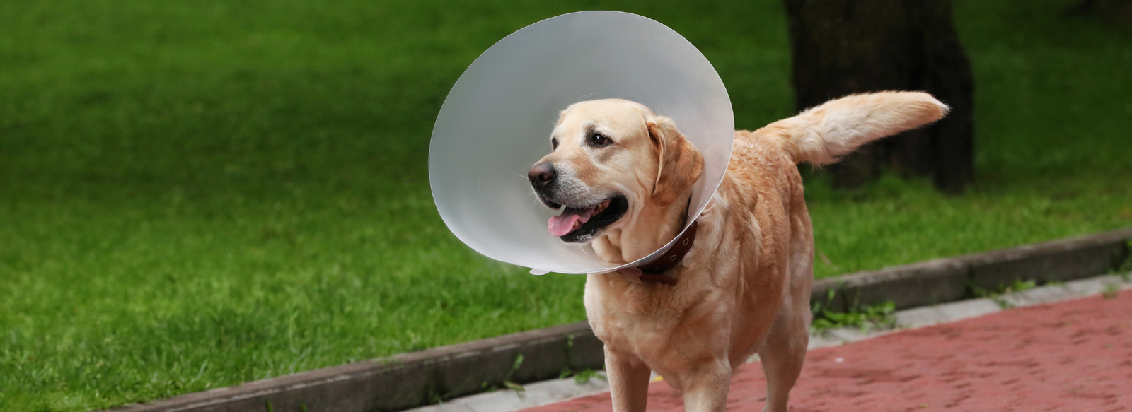 how to put an elizabethan collar on a dog