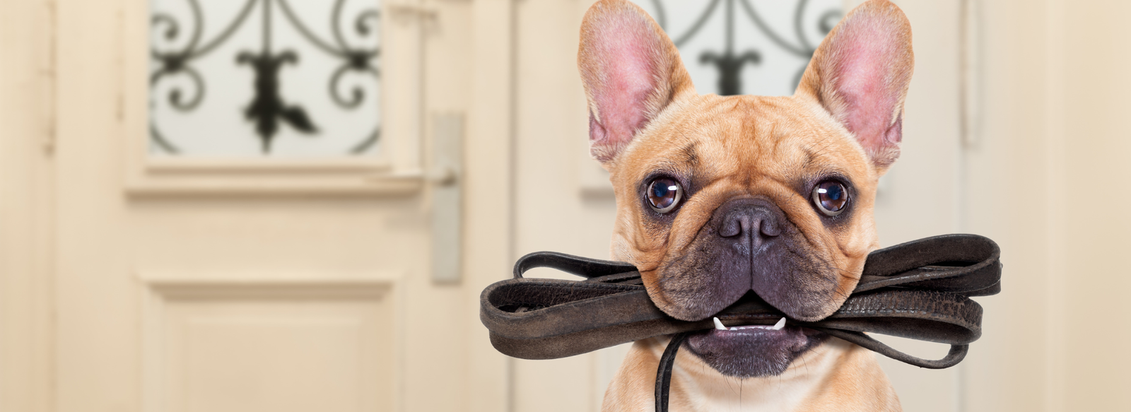 How to Clean a Dog Collar